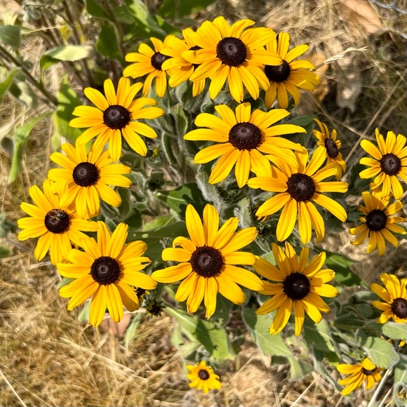 🌸 Bundle & Save 🌸 - Picture 16 of 16